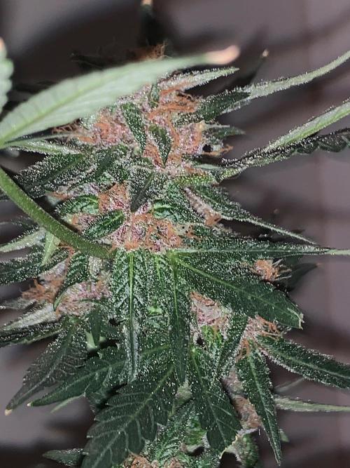 Frostbanger. Week 10