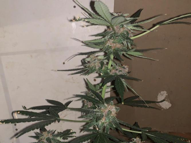 Frostbanger. Week 10