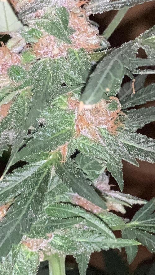 Frostbanger. Week 10
