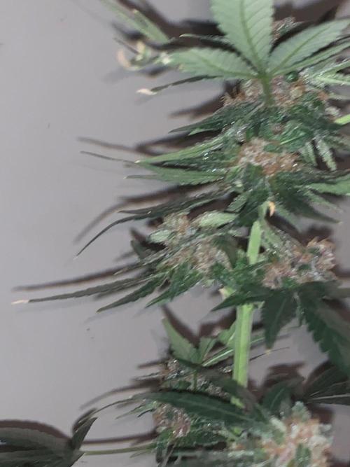 Frostbanger. Week 10
