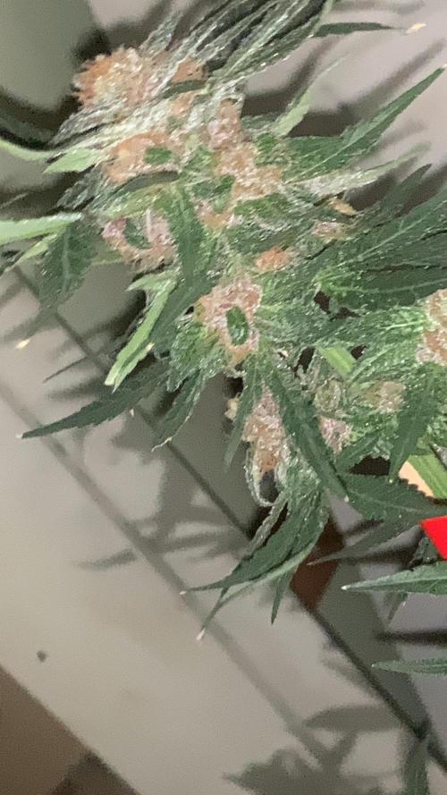 Frostbanger. Week 10