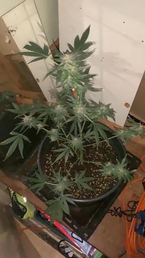 Frostbanger. Week 10