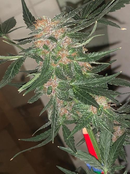 Frostbanger. Week 10