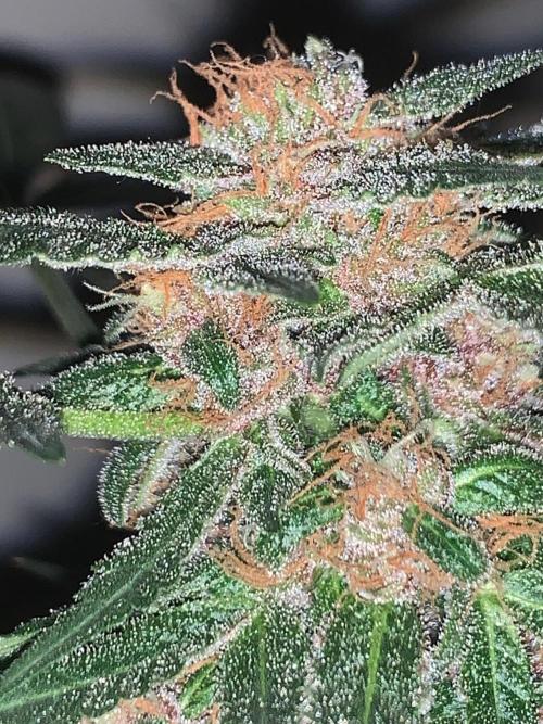 Frostbanger. Week 10