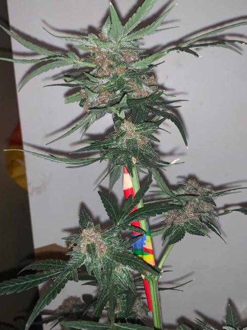 Frostbanger. Week 10