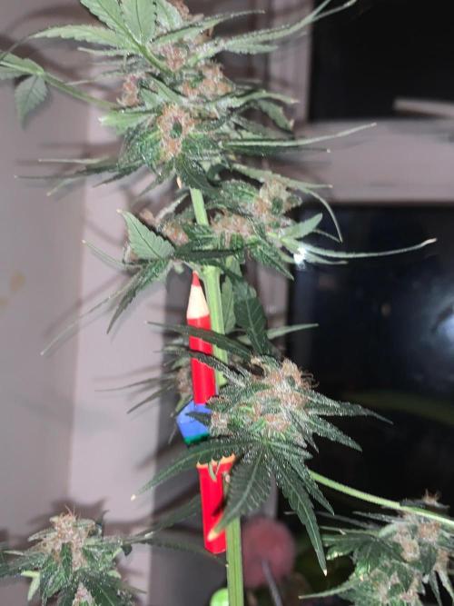 Frostbanger. Week 10