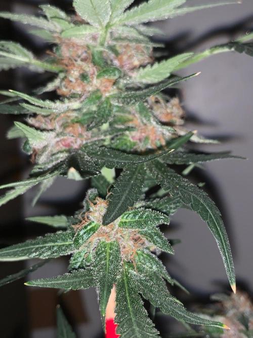 Frostbanger Auto. Week 10