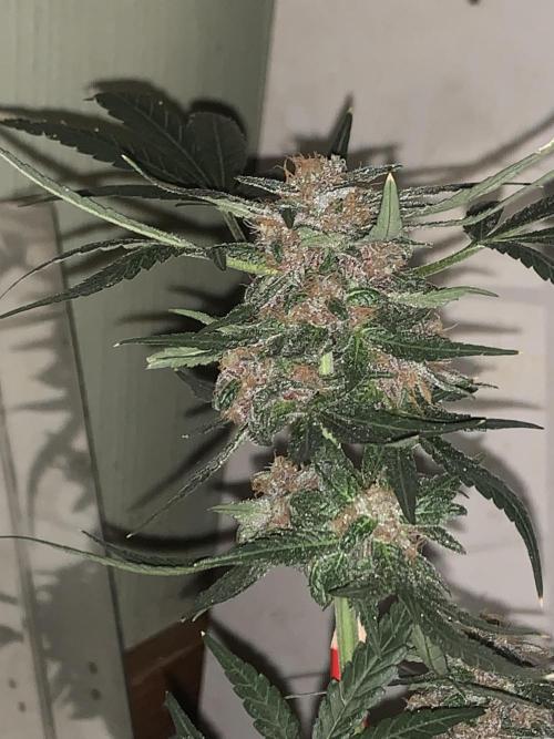 Frostbanger. Week 11