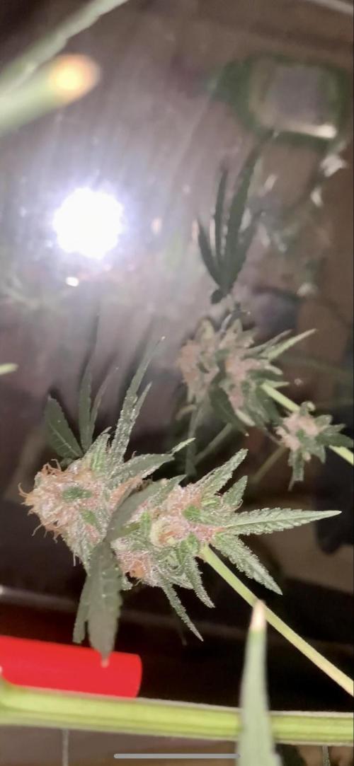 Frostbanger. Week 11