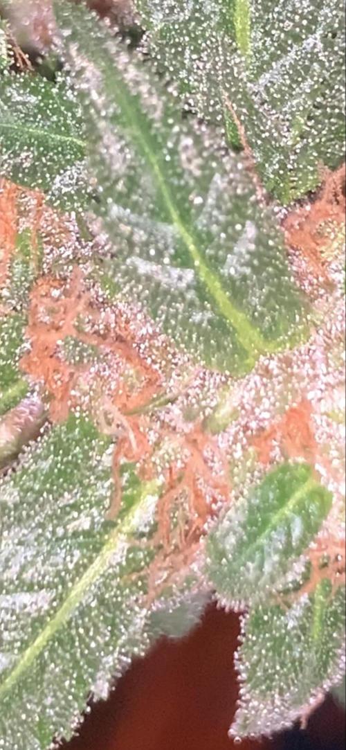Frostbanger. Week 11