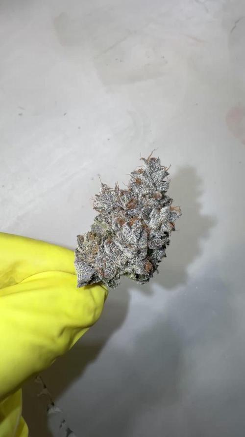 Humboldt Seed Company - Garlic Budder
