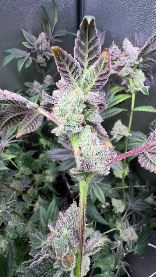 Humboldt Seed Company - Garlic Budder