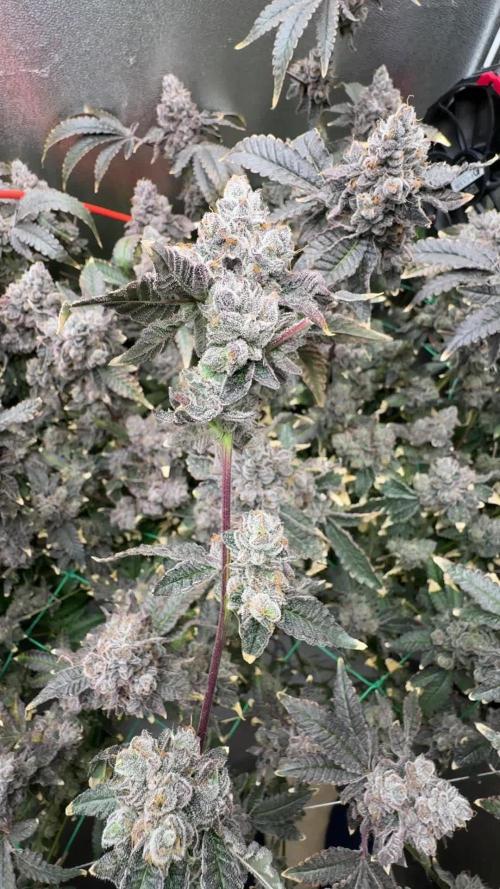 Humboldt Seed Company - Garlic Budder