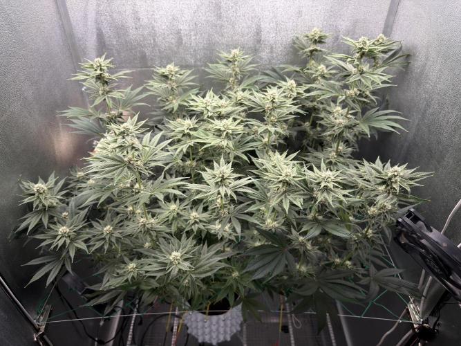 Mimosa x Orange Punch. Week 10