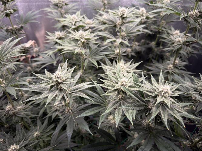 Mimosa x Orange Punch. Week 10