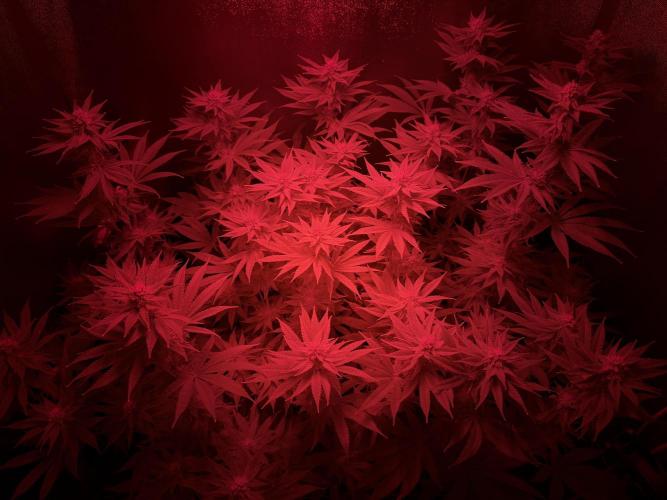 Mimosa x Orange Punch. Week 10