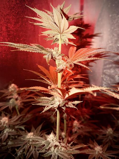 Mimosa x Orange Punch. Week 10