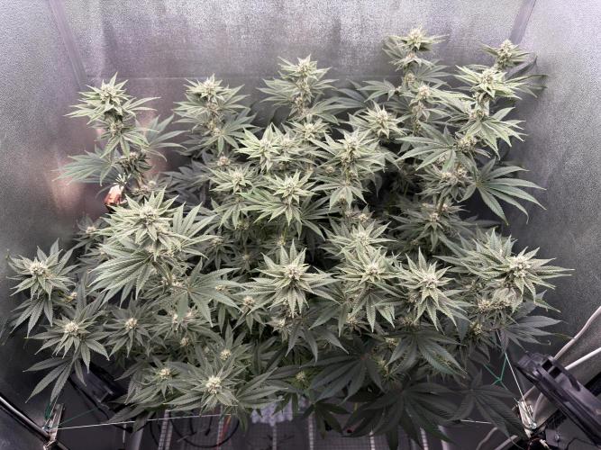 Mimosa x Orange Punch. Week 10