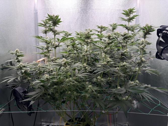 Mimosa x Orange Punch. Week 10