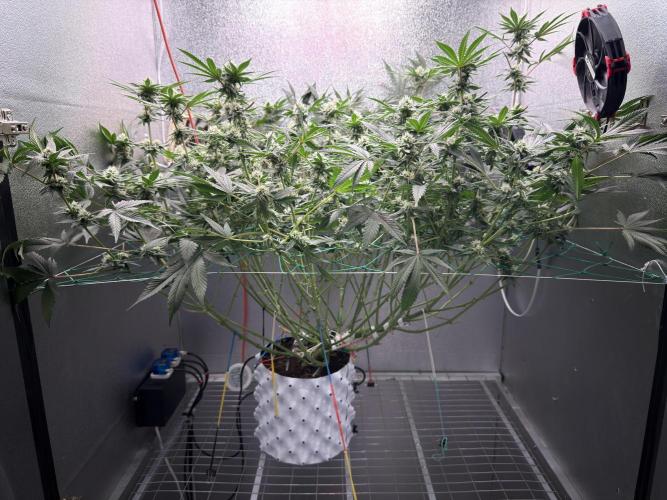 Mokum’s Tulip. Week 10