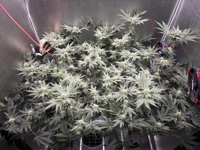 Mokum’s Tulip. Week 10