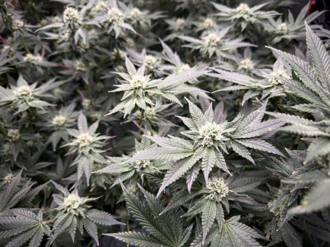 Mokum’s Tulip. Week 10