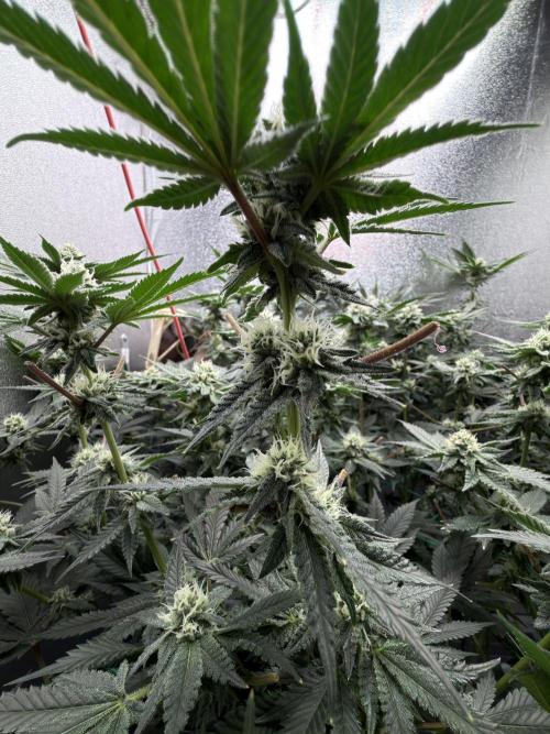 Mokum’s Tulip. Week 10