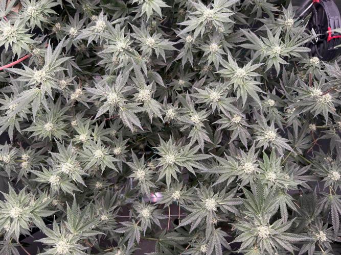 Mokum’s Tulip. Week 10