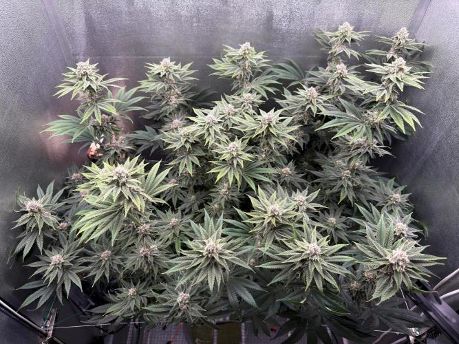 Mimosa x Orange Punch. Week 11