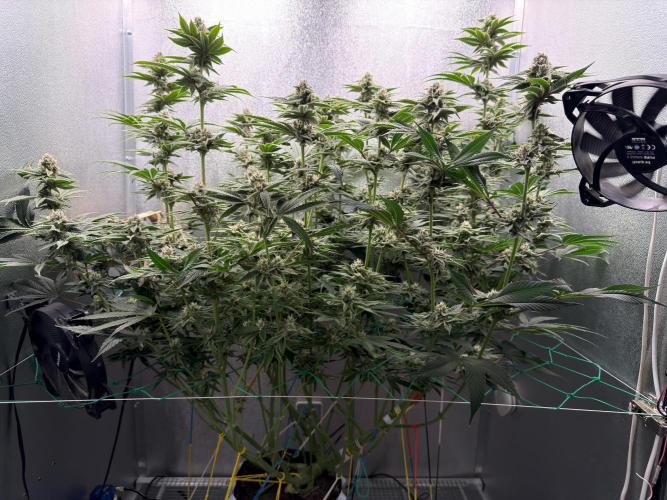 Mimosa x Orange Punch. Week 11