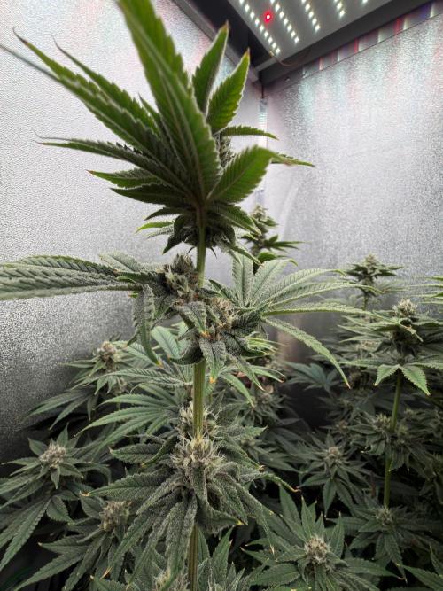 Mimosa x Orange Punch. Week 11