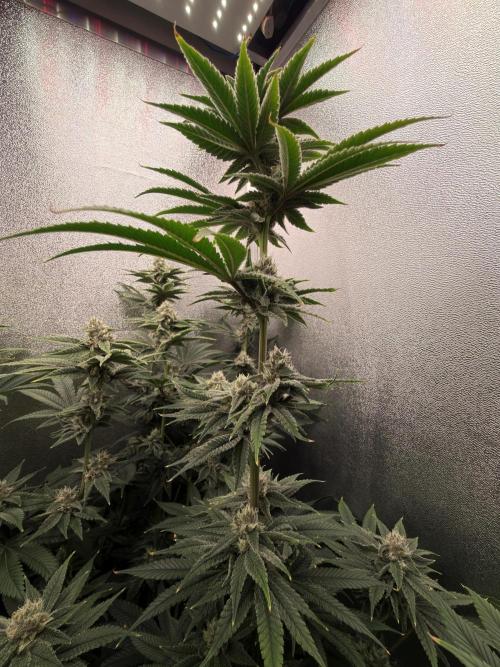 Mimosa x Orange Punch. Week 11