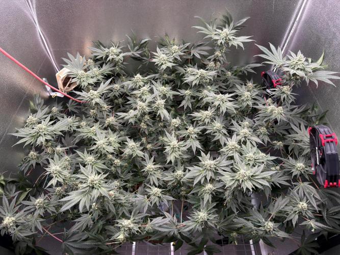 Mokum’s Tulip. Week 11