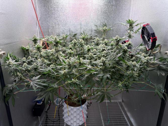 Mokum’s Tulip. Week 11