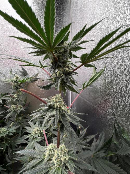 Mokum’s Tulip. Week 11