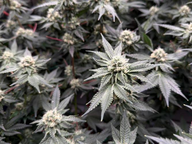 Mokum’s Tulip. Week 11