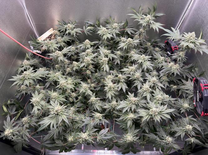 Mokum’s Tulip. Week 12