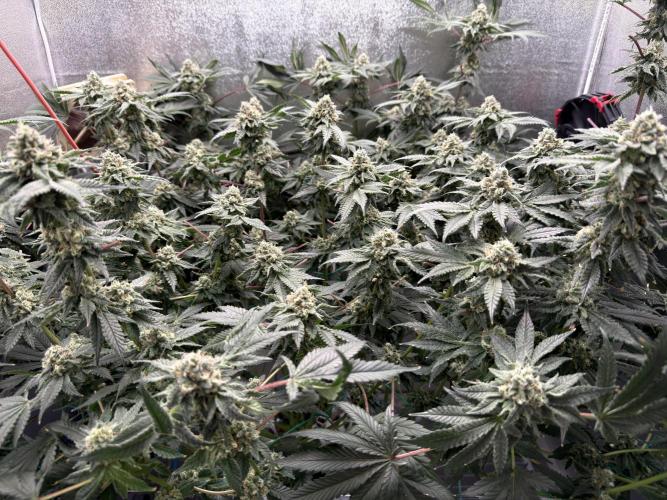 Mokum’s Tulip. Week 12