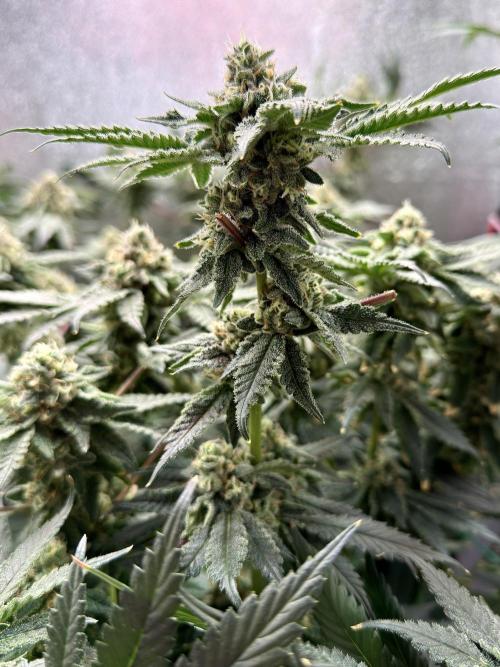 Mokum’s Tulip. Week 12