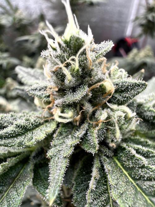 Mokum’s Tulip. Week 12