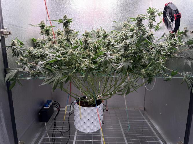 Mokum’s Tulip. Week 12