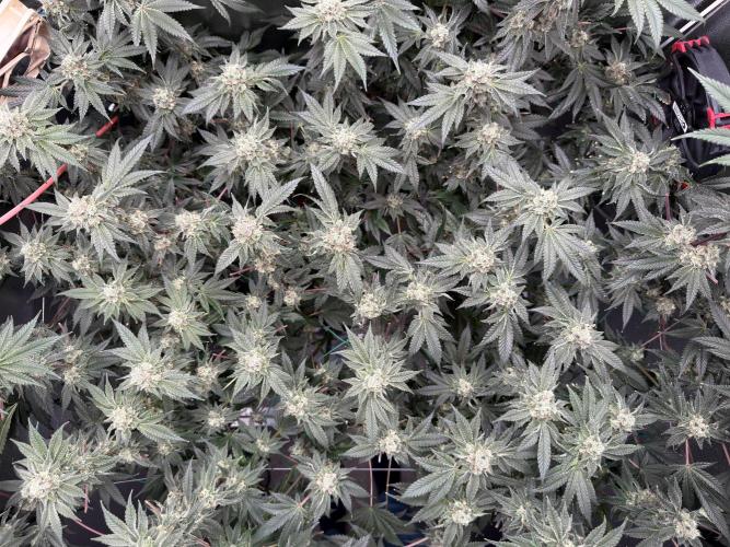 Mokum’s Tulip. Week 12