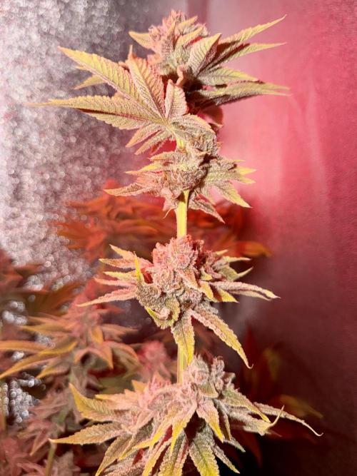 Mimosa x Orange Punch. Week 13