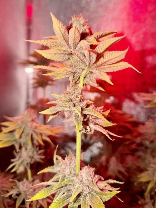 Mimosa x Orange Punch. Week 13