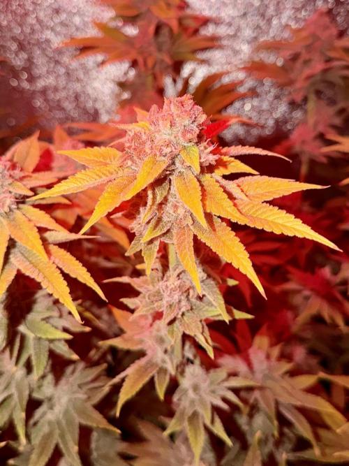 Mimosa x Orange Punch. Week 13