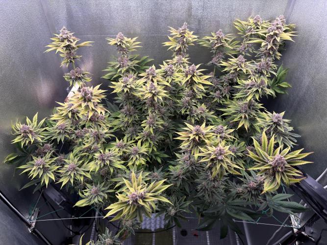 Mimosa x Orange Punch. Week 13