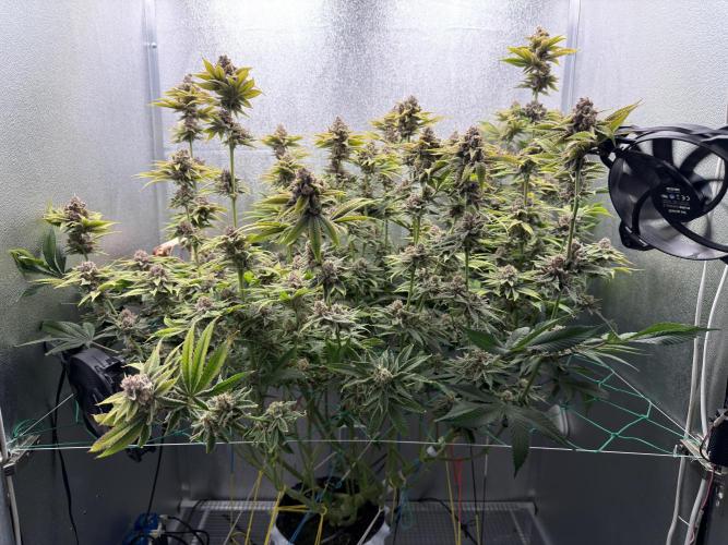 Mimosa x Orange Punch. Week 13