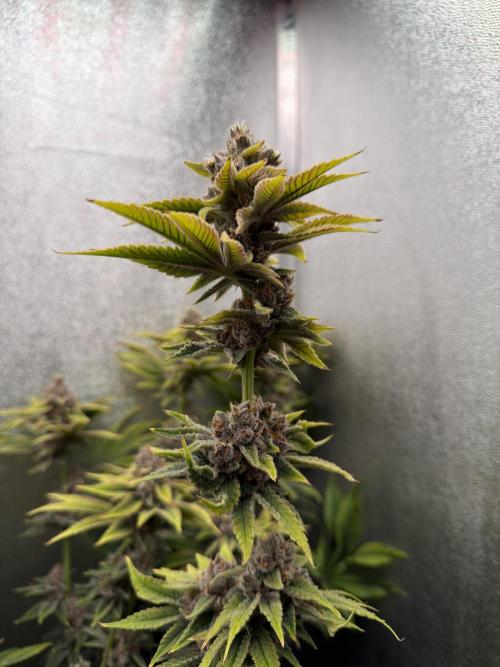 Mimosa x Orange Punch. Week 13