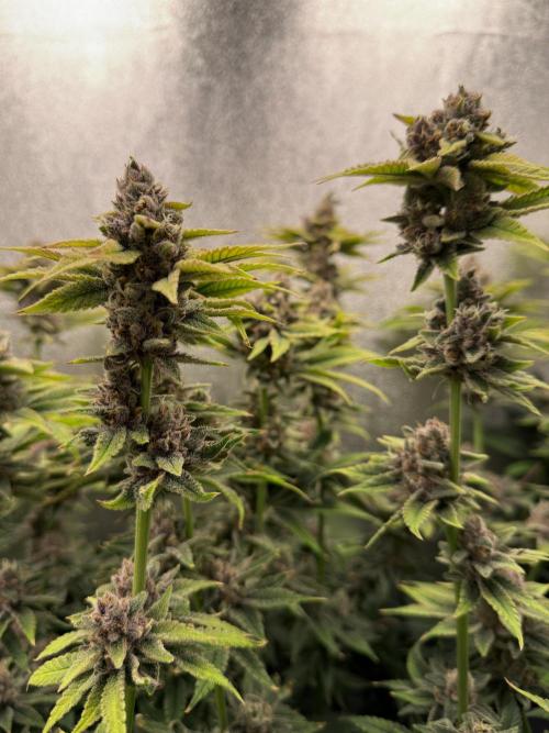 Mimosa x Orange Punch. Week 13