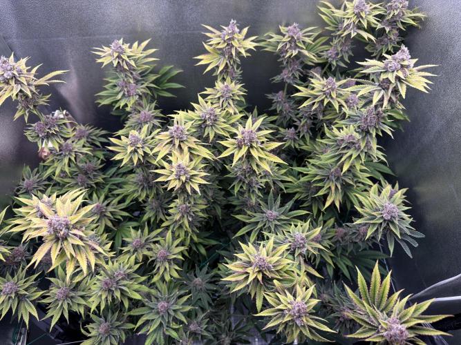 Mimosa x Orange Punch. Week 13